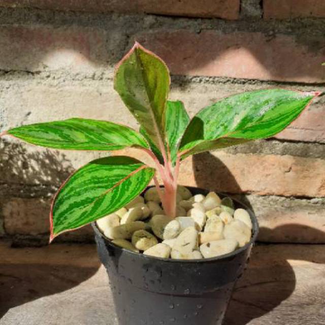 Aglonema lipstik zebra