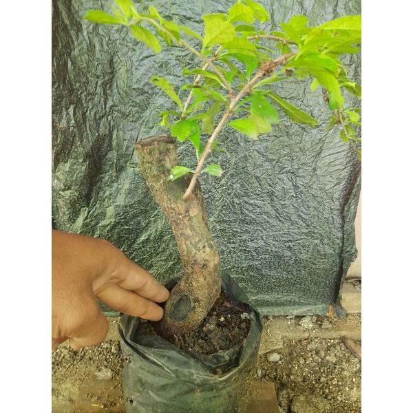 Jual Bahan Bonsai Hokianti Lokal Realpic Shopee Indonesia