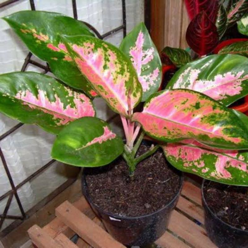 bonggol aglonema red kochin/bonggolan aglonema