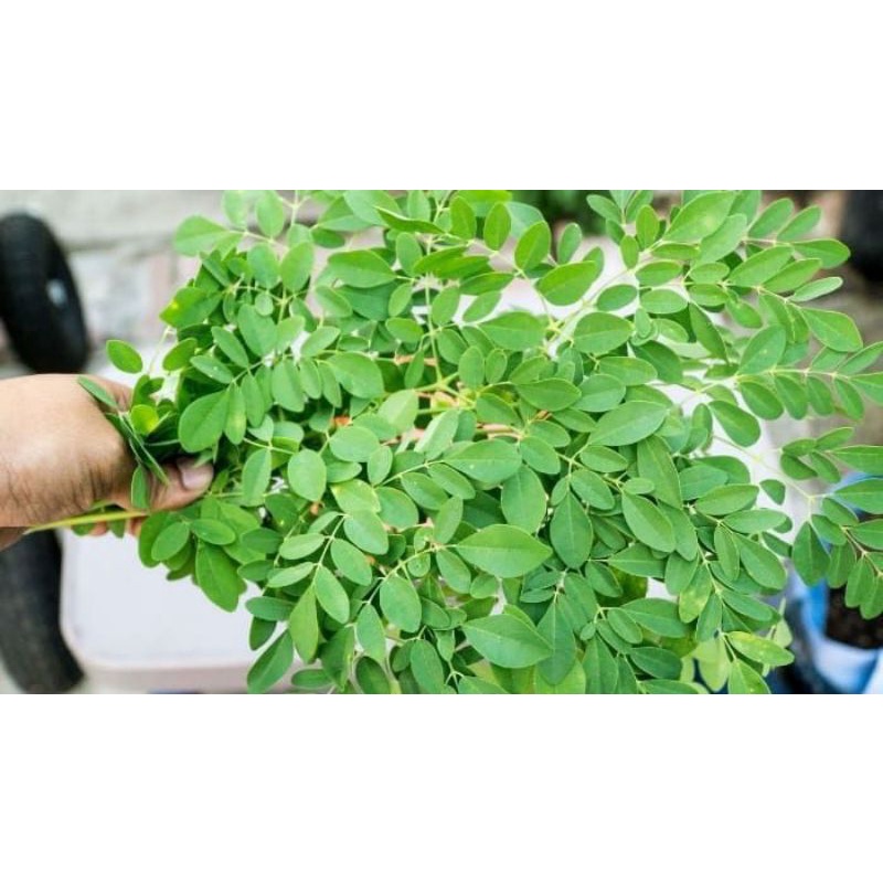 

daun kelor segar langsung petik