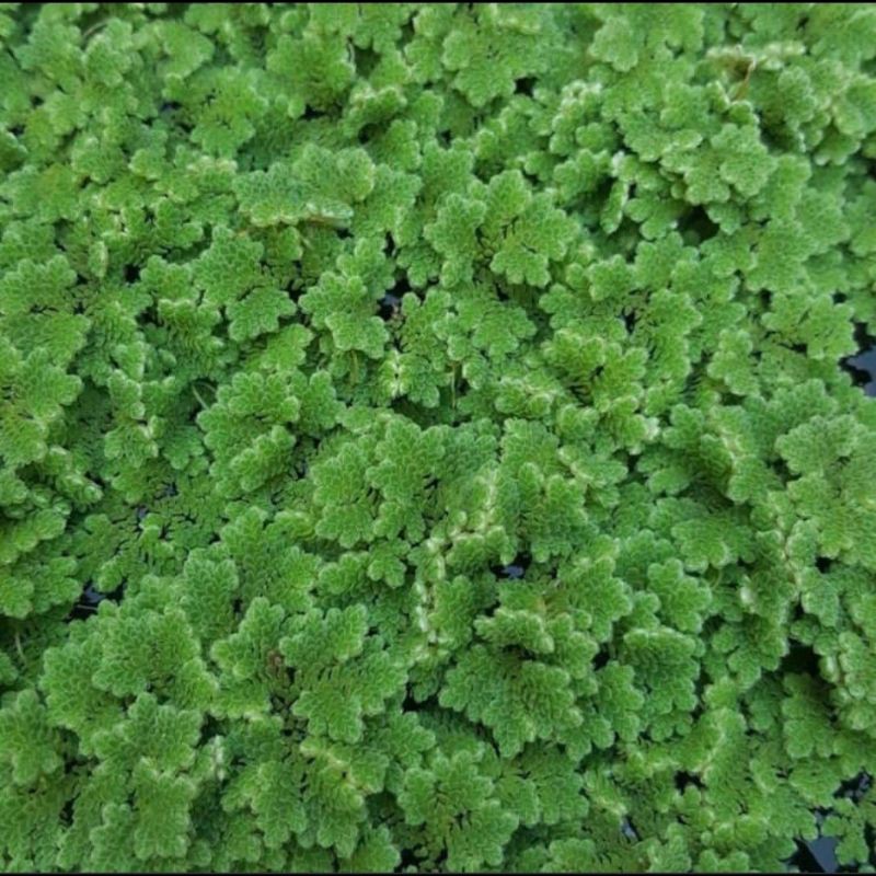 

azolla microphylla