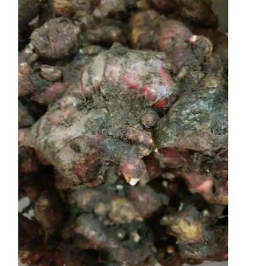 

Jahe Merah Segar 1kg