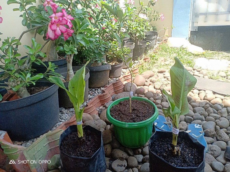 Bibit Jeruk Lemon Jumbo Parfum