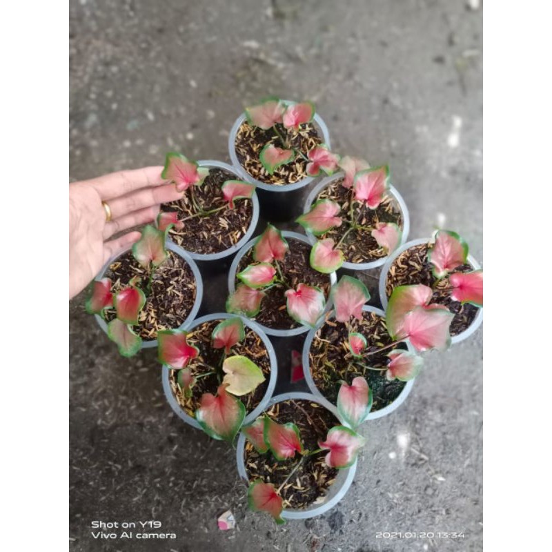 anakan caladium red hot