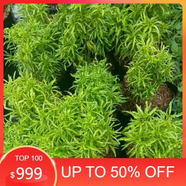 Tanaman hias brokoli hijau - bibit tanaman - brokoli hijau - tanaman hias