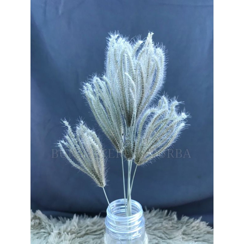 bunga rumput bintang / bunga kering / bunga rumput / bunga rumput ilalang / dried flowers