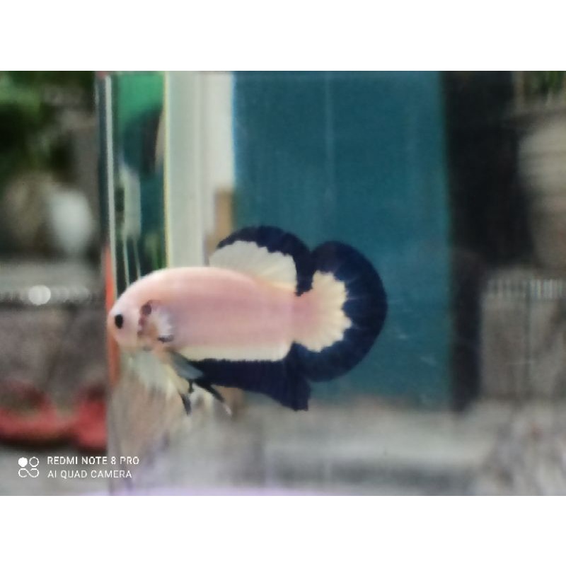 ikan cupang blue rim male