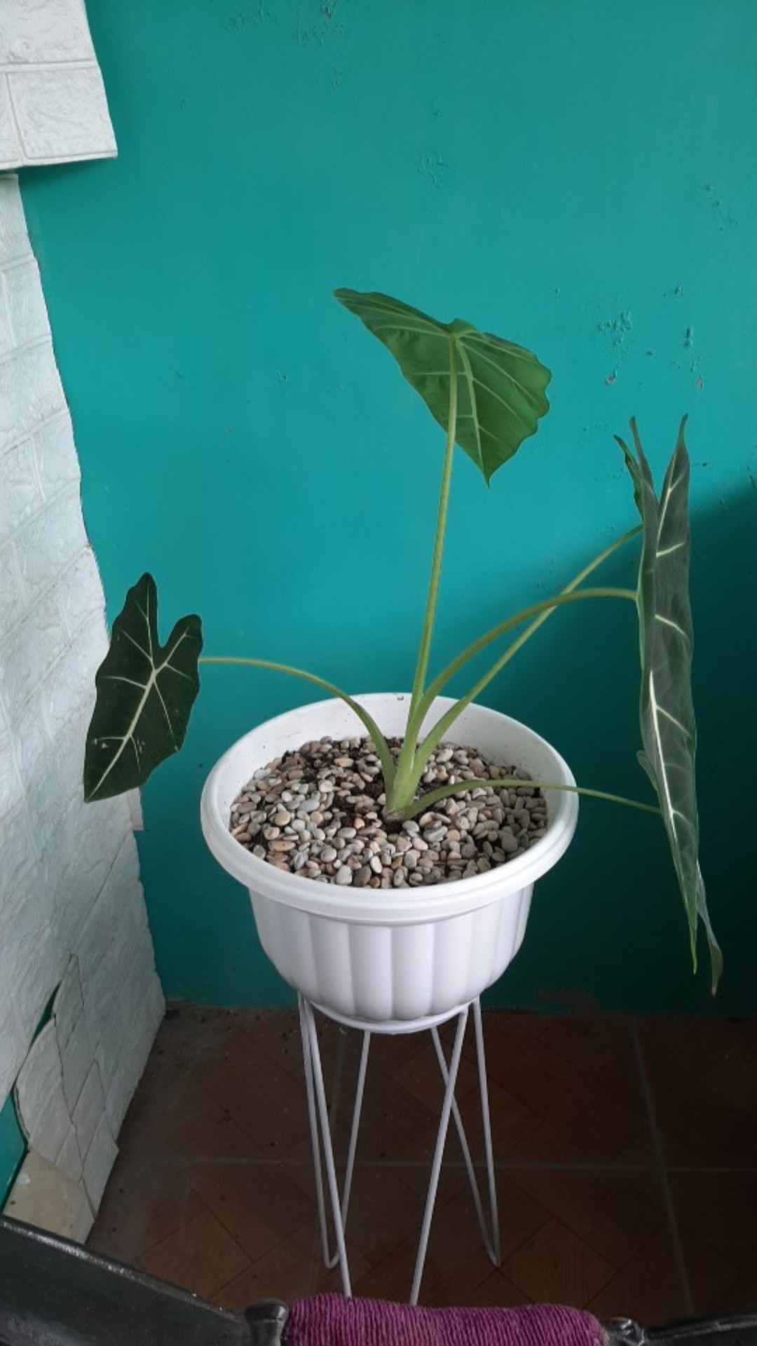 Standing Pot X Tinggi 30-40-50 Cm