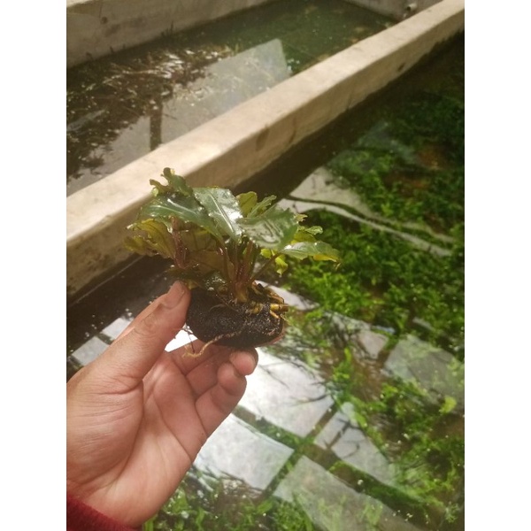 buce media wepi /tanaman buce aquascape /tanaman buce aquarium