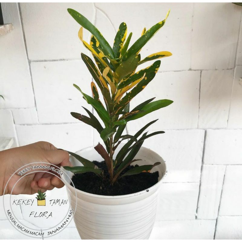 Tanaman Hias Puring Teri - Pohon Puring Teri