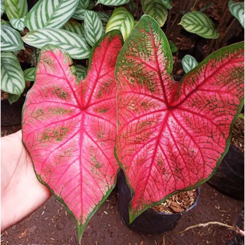 Tanaman Hias Keladi Urat Merah Tanaman Langka