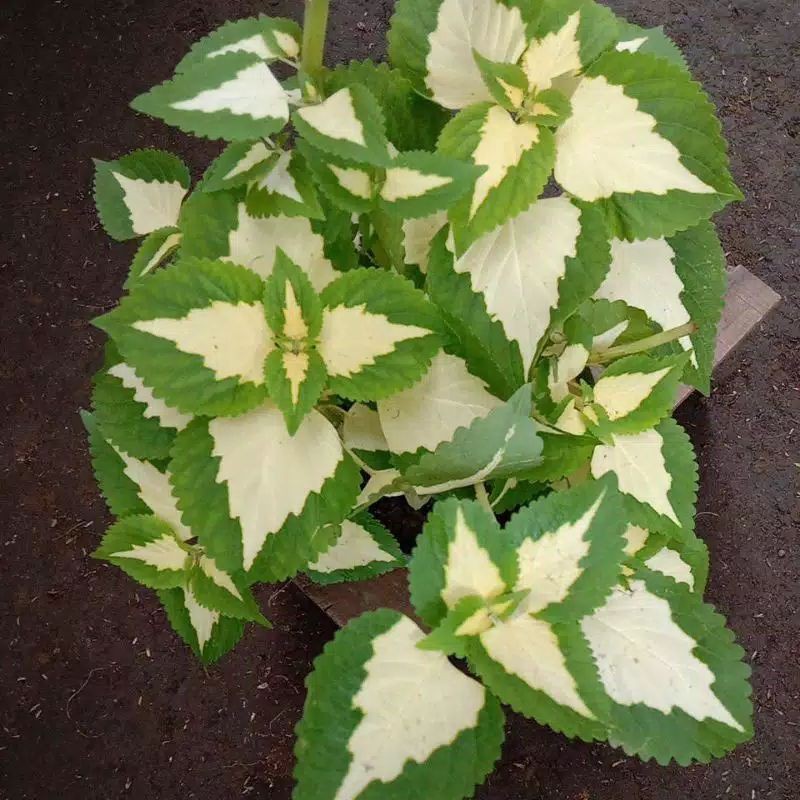 cutting stek miana putih perpucuk