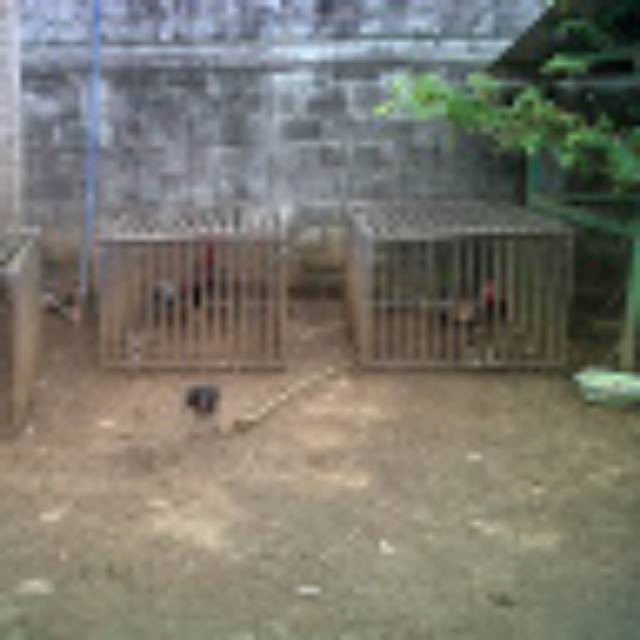 purwandani23