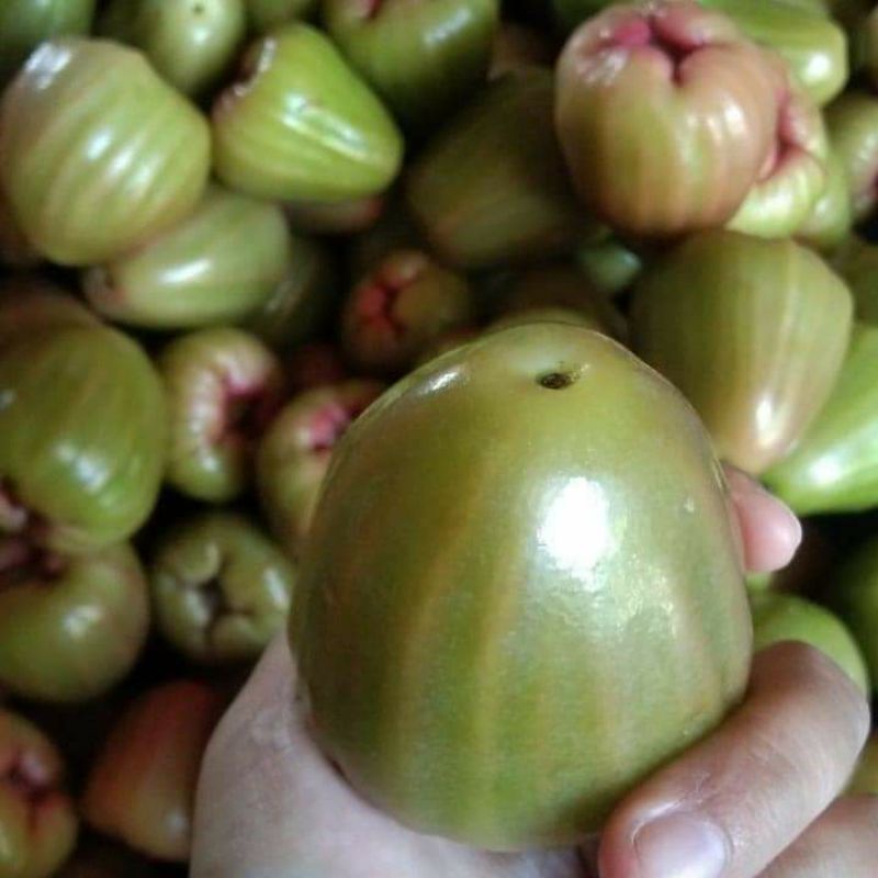 Buah jambu air cincalo hijau