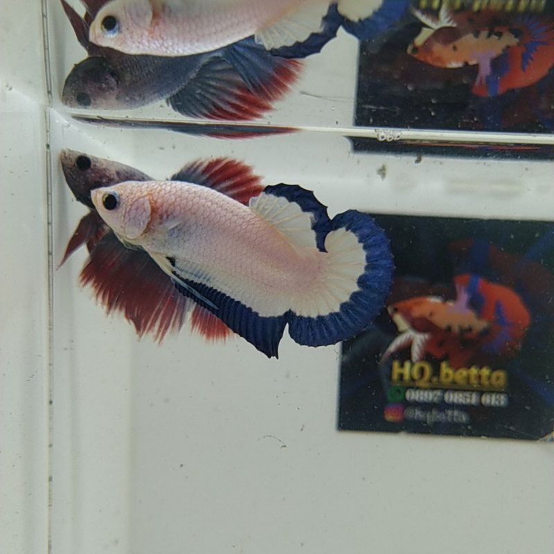 Blue Rim Butterfly ( Real Picture )