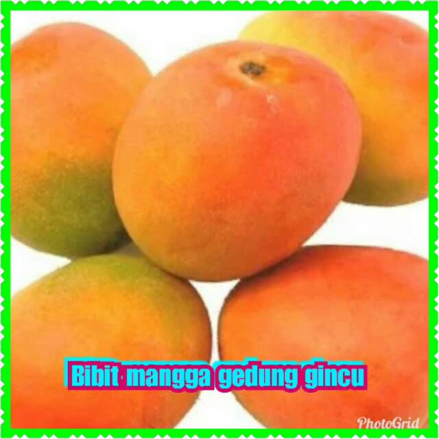 

Bibit mangga unggul gedung gincu cepat buah