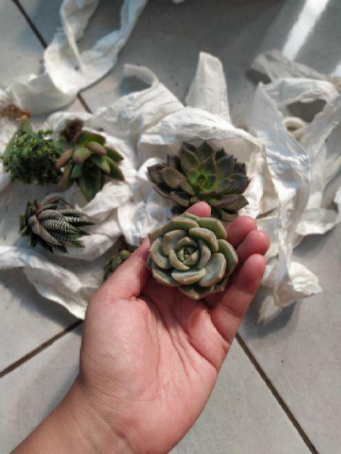 Sukulen Murah Dan Hemat Dengan Berbagai Macam Variant Sudah Termasuk Pot 10cm