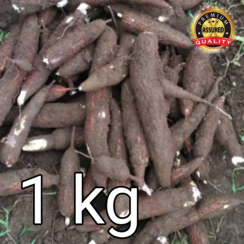 

Singkong pondasi/singkong empuk/singkong kampung Cilacap 1kg