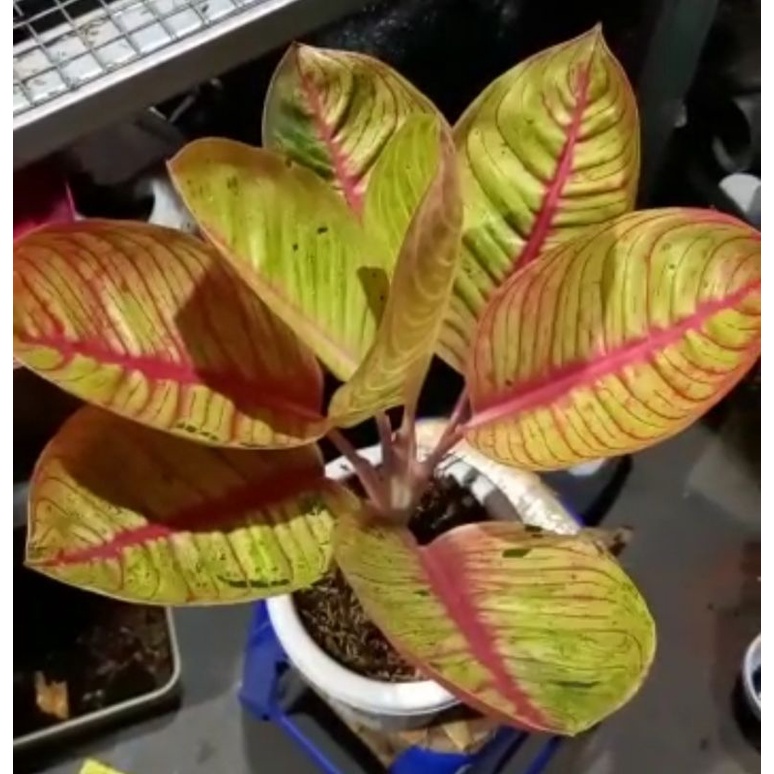Aglaonema Goliath Trah Merah