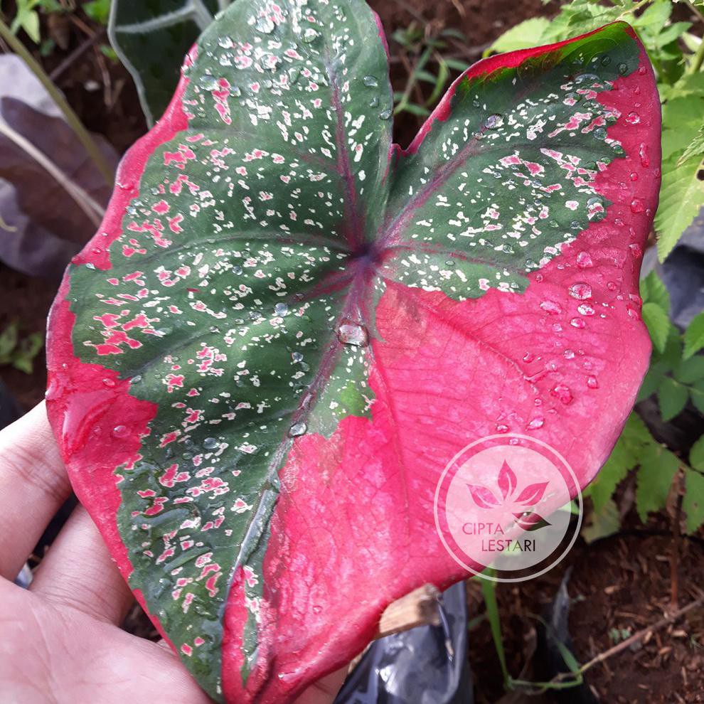 Bibit Tanaman Keladi Baret Merah Hijau Bibit Tanaman Hias Keladi Baret Daun Caladium Sp Unik Shopee Indonesia