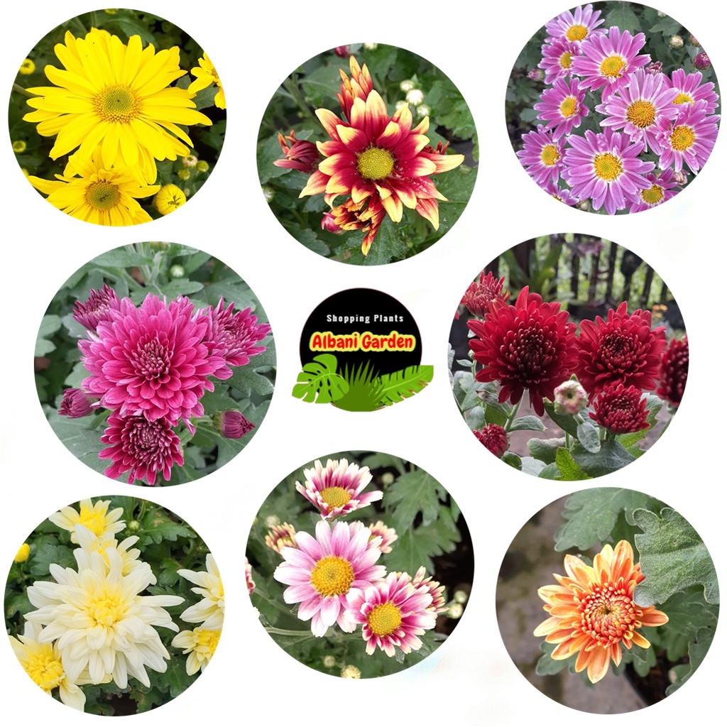 Paket bunga aster hidup warna warni tanaman hias berbunga yg lagi hits