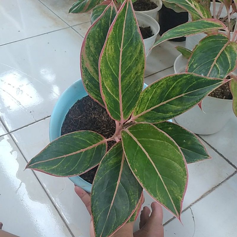 Aglonema Lipstik Manilompek