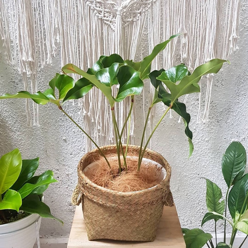 6 Jenis Philodendron  Populer yang Sedang Ramai 