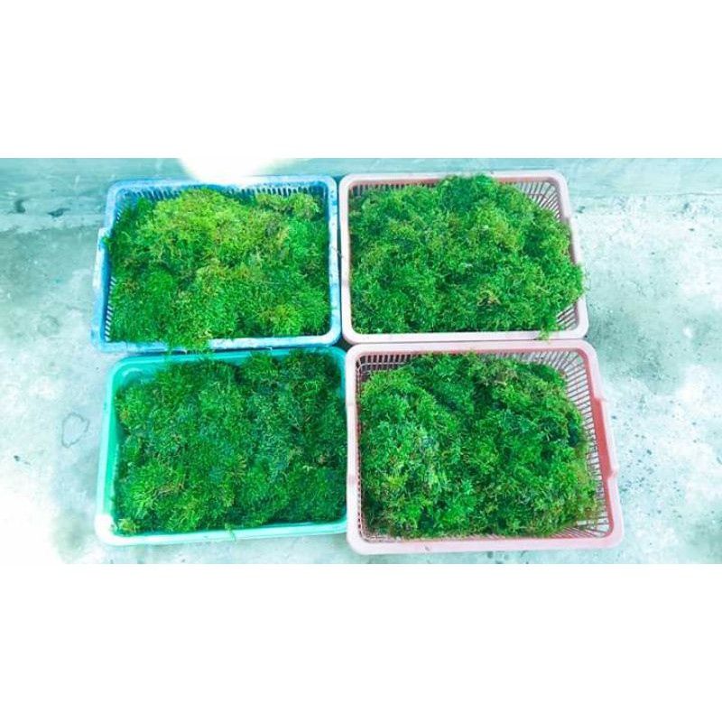 christmass moss xmass moss full air paket 1/2kg aquascape akuarium