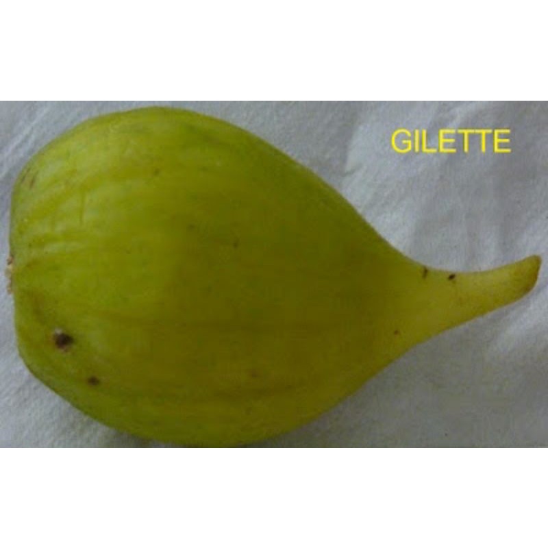 bibit buah tin jenis langka GILETTE - fresh cangkok