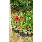 tanaman hias amarilis merah  (Amarylis sp.) - BAKUL KEMBANG