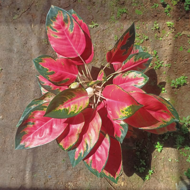 Aglonema Kochin Hibrid Asli rumpun