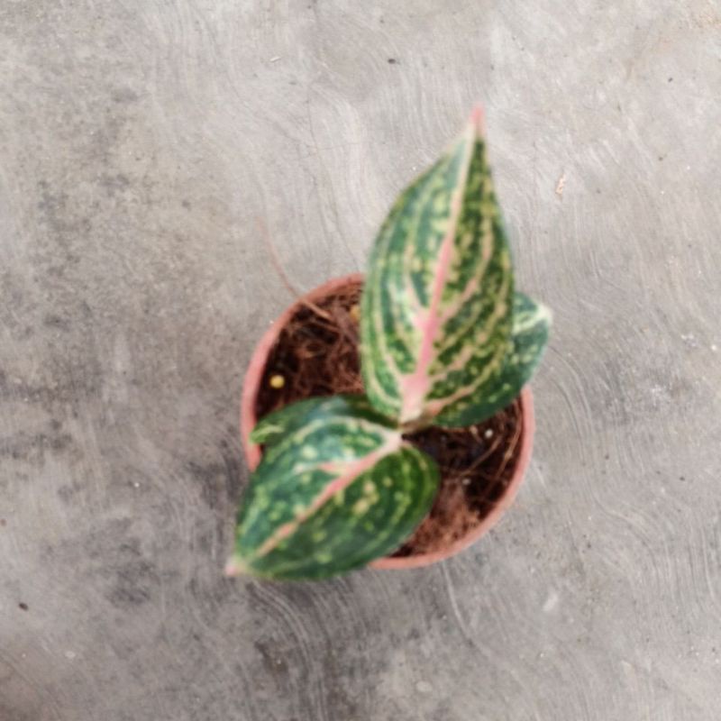 bunga aglonema baby Widuri