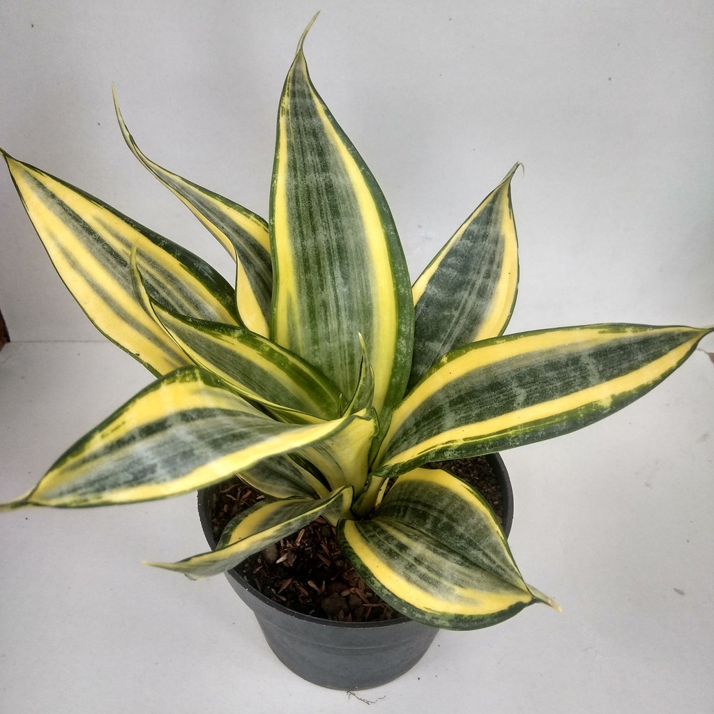 Jual Tanaman hias Sansevieria gold banner | Sansevieria Golden banner ...