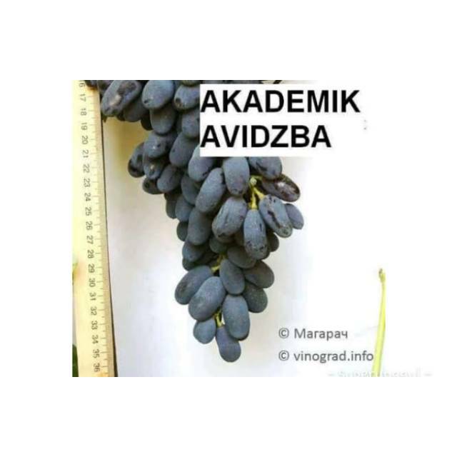 Bibit anggur import varietas akademik