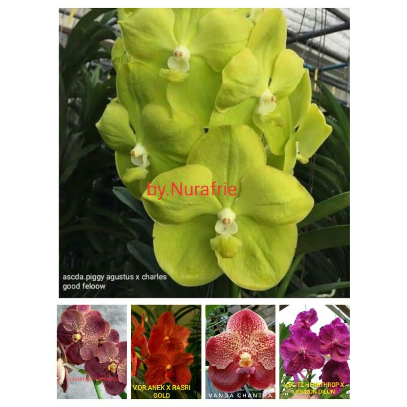 anggrek vanda spike warna dikirim random