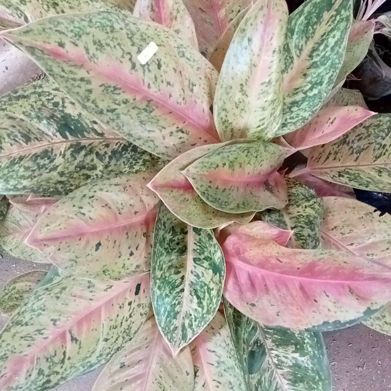 tanaman bunga aglonema bigroy rumpun