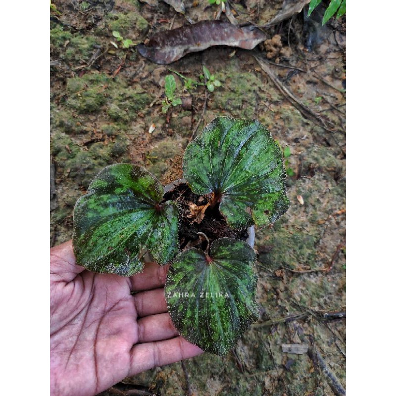 

Nervelia plicata ground