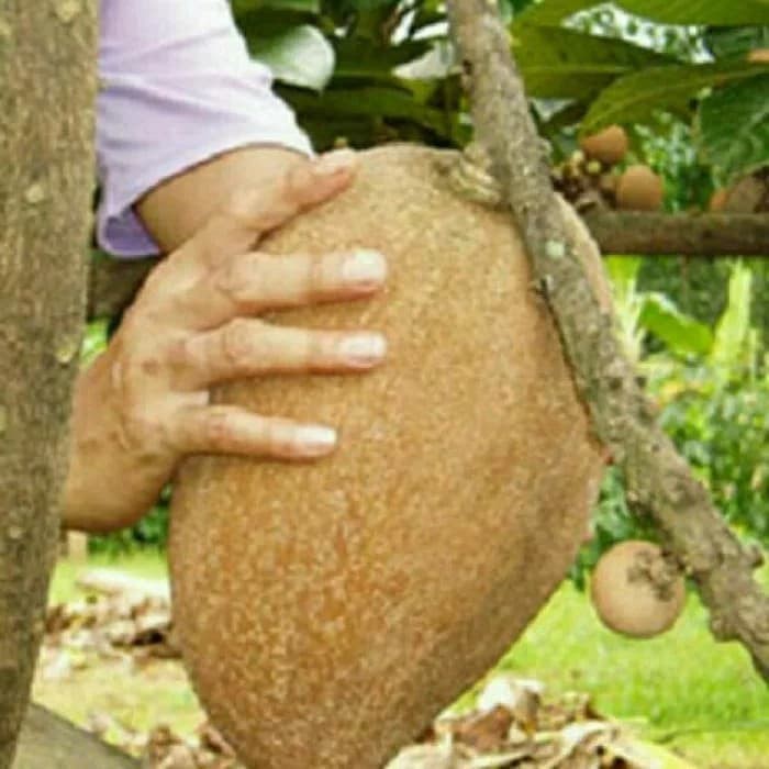 bibit tanaman buah sawo raksasa