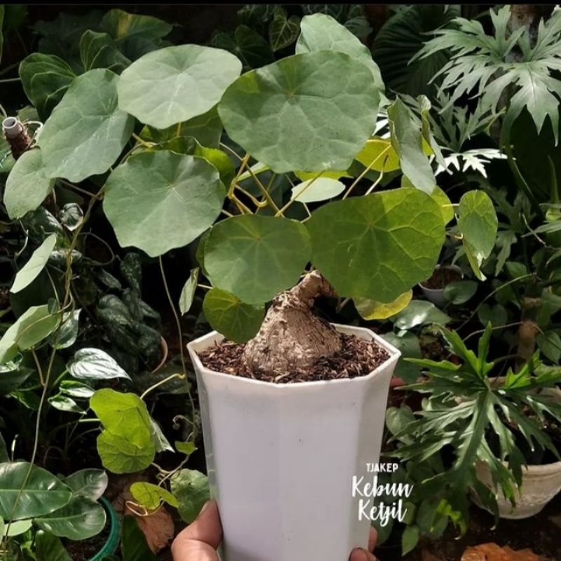 Tanaman Stephania Venosa