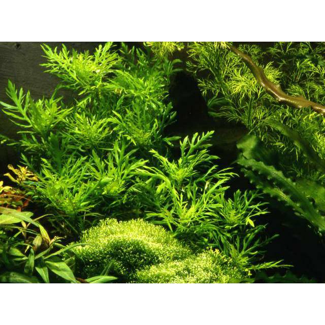 Hygrophila Difformis tanaman air aquascape aquarium Hygrophila Difformis tanaman air aquascape aquarium