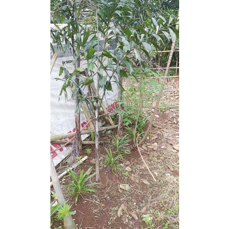 Tanaman hias pohon palem ekor tupai bibit pohon palem ekor tupai