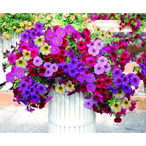 BIBIT TANAMAN BUNGA PETUNIA