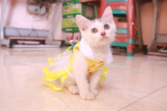 Baju kucing model dress princess warna kuning lucu / baju kucing terlaris size S M L XL