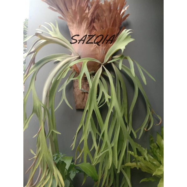 Tanduk rusa jumbo bibit jumbo