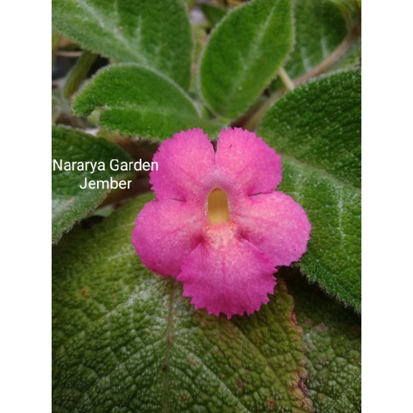 Episcia lillemon bunga pink