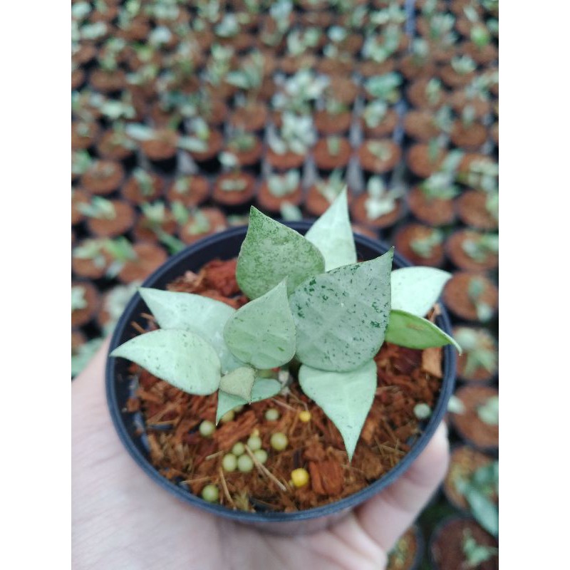 Hoya Lacunosa Silver Mint size S