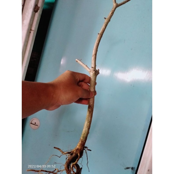 bahan bonsai dongkelan sancang 5