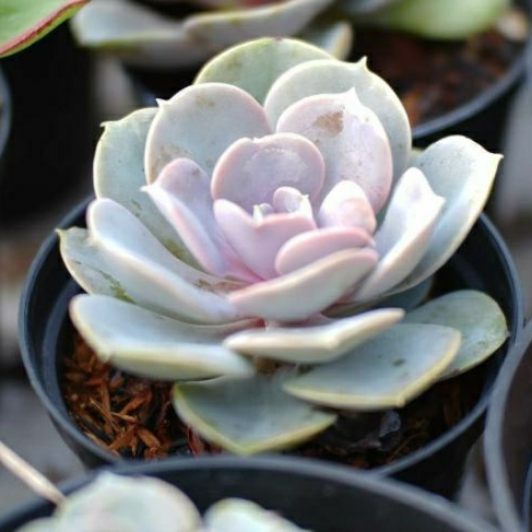 Sukulen Echeveria Perle Von Nurnberg