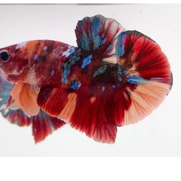 TopMurah Cupang Nemo Galaxy Cooper Top Grade Bahan Nemoxy Plakat HMPK ♣✵✾