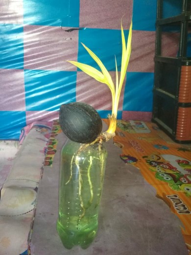 Engsel Tipis Jendela Rata Kuningan 2” 2 Inci Per Pasang